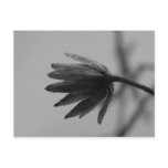 Black and White Poplar Bloom Postcards