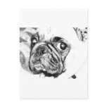 Black and White Pug postcards