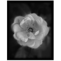 Black and White Rose. Acrylic Cut Outs