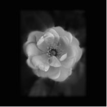 Black and White Rose. Photo Cut Out