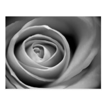 Black and White Rose Postcard