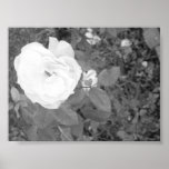 black and white rose print