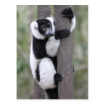 Black and White Ruffed Lemur on Tree Post Cards
