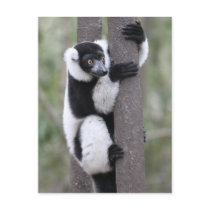 Black and White Ruffed Lemur on Tree