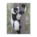 Black and White Ruffed Lemur on Tree postcards