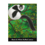 Black and White Ruffed Lemur Postcard
