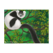 Black and White Ruffed Lemur Postcard