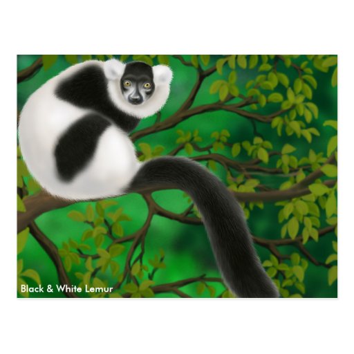 Black and White Ruffed Lemur Postcard