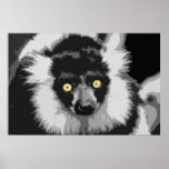 Black and white ruffed lemur poster