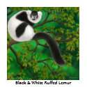 Black and White Ruffed Lemur V-Neck t-shirts