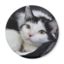 Black and White Shelter Cat Magnets