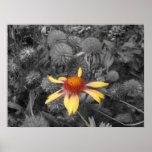 Black and White single coloured flower Photo Print