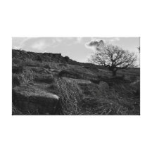 black and white single tree stretched canvas prints