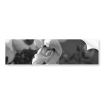 Black and White Snapdragon Bumper Stickers