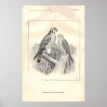Black-and-White Sparrow Hawks posters