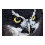 Black and White Specacled Owl posters