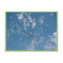Black And White Spider Actual Size About 10Cm Tip postcards