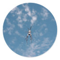 Black And White Spider Actual Size About 10Cm Tip stickers