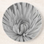 Black and White Spider Mum Beverage Coaster