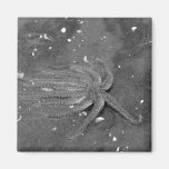 Black and White Starfish Escape Refrigerator Magnets