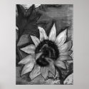 Black and White Sunflower painting modern poster posters
