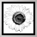 Black and White Sunflower posters