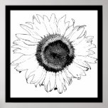 Black and White Sunflower posters