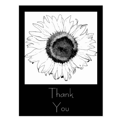 Black and White Sunflower Thank You Postcard