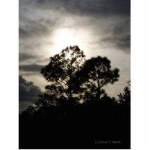 Black and white surreal photograph of pine trees photo cutout