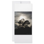 Black and white surreal photograph of pine trees rack cards