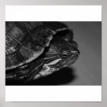 Black and White terrapin posters