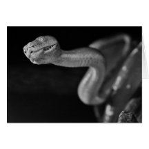 Black and White Tree Boa Greeting Card