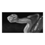 Black and White Tree Boa Photo Greeting Card