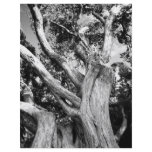 Black and white tree personalized flyer