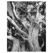 Black and white tree personalized flyer
