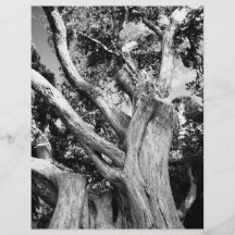 Black and white tree personalized flyer