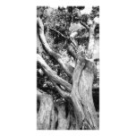 Black and white tree photo cards