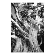 Black and white tree photograph