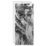 Black and white tree rack card design