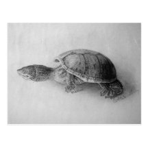 Black and White Turtle Post Cards