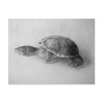Black and White Turtle Post Cards