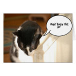 black and white tuxedo Cat