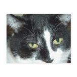 Black and White Tuxedo Cat Postcards