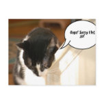 black and white tuxedo Cat