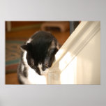 black and white tuxedo Cat