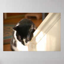 black and white tuxedo Cat Print