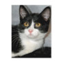 Black and White Tuxedo Shorthair Cat Postcards