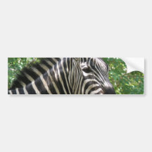 Black and White Zebra Bumper Stickers