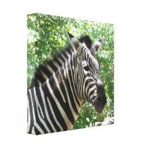 Black and White Zebra Canvas Print
