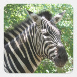 Black and White Zebra Stickers